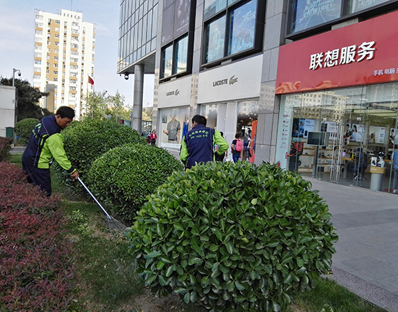 綠化苗木的培育栽植方法介紹