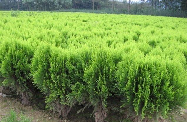 園林綠化苗木品種該如何選擇？