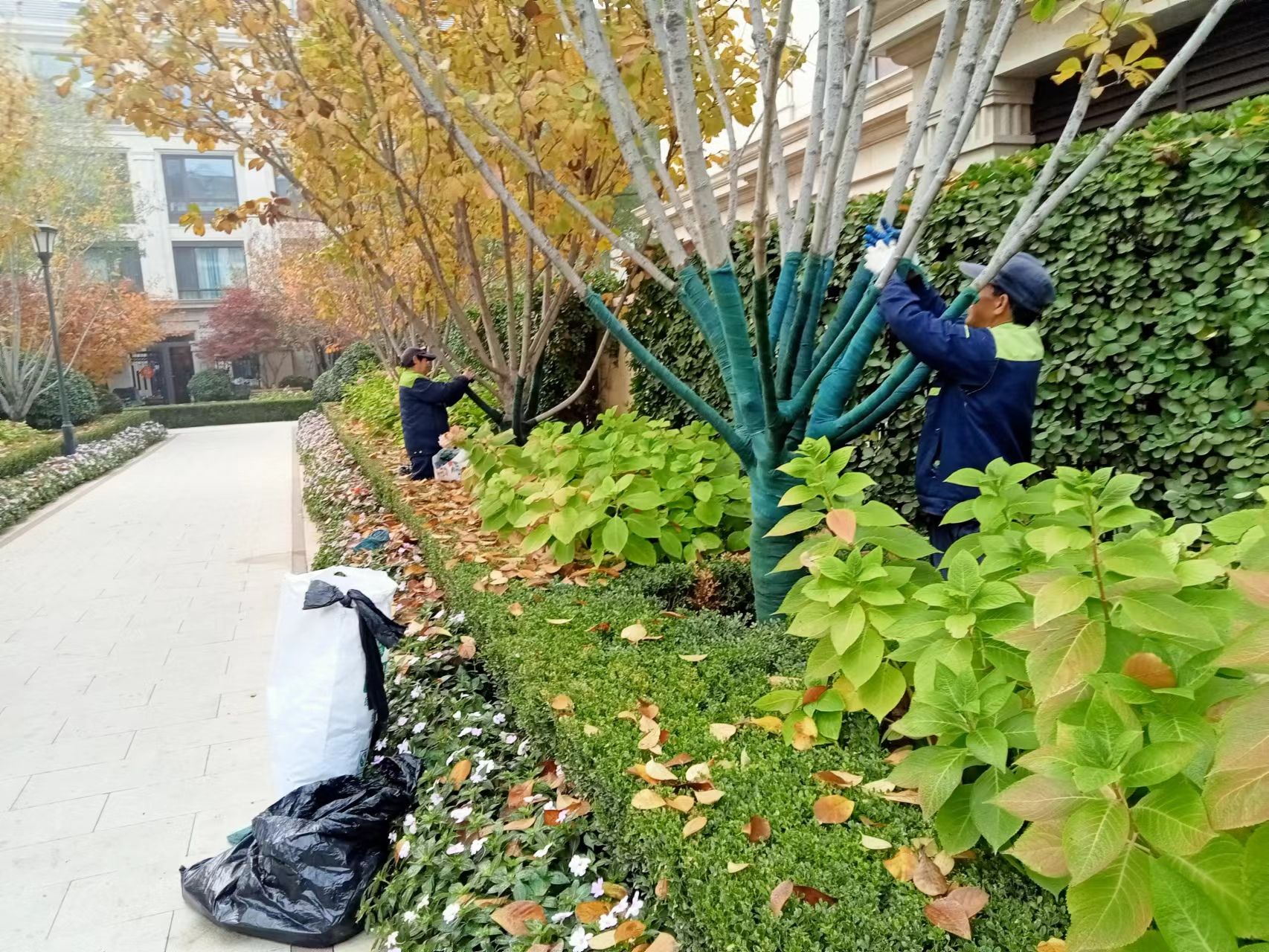 《北京天宏園林綠化草莓视频色app-草莓视频黄色app-草莓视频下载黄色-日本草莓视频下载：冬季綠化養護之樹木纏桿》